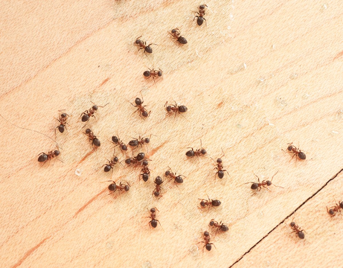 A group of ants crawling on a wooden floor. 