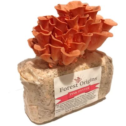 The Best Mushroom-Growing Kits Option: Forest Origins Pink Oyster Mushroom Grow Kit