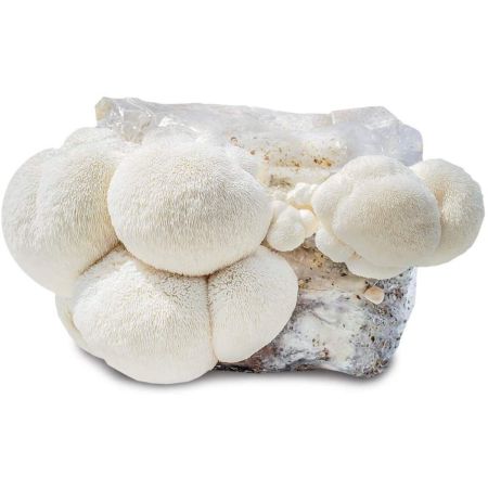 Michigan Mushroom Company Grow Your Own Mushrooms Kit
