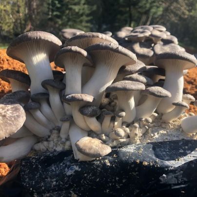 The Best Mushroom-Growing Kits Option: Sno-Valley Mushrooms Queen Oyster Mushroom Kit