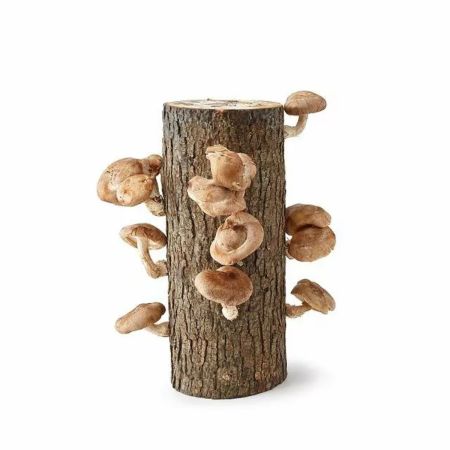 Uncommon Goods Shiitake Mushroom Log Kit