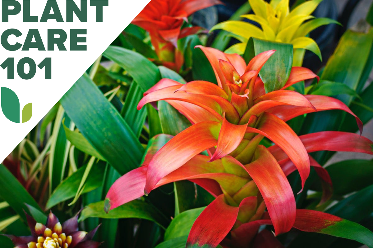 bromeliad plant care 101 - how to grow bromeliad indoors