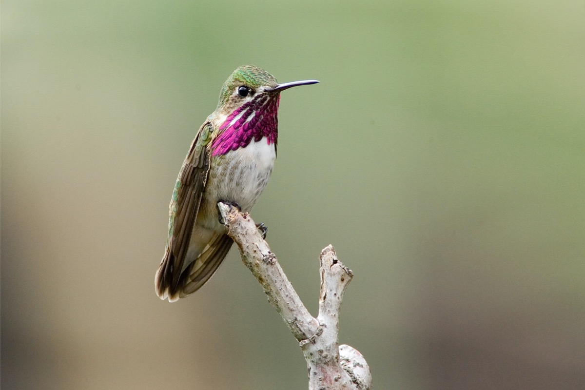 types of hummingbirds