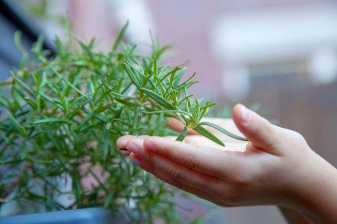 7 Important Things to Know About Growing Herbs Outdoors