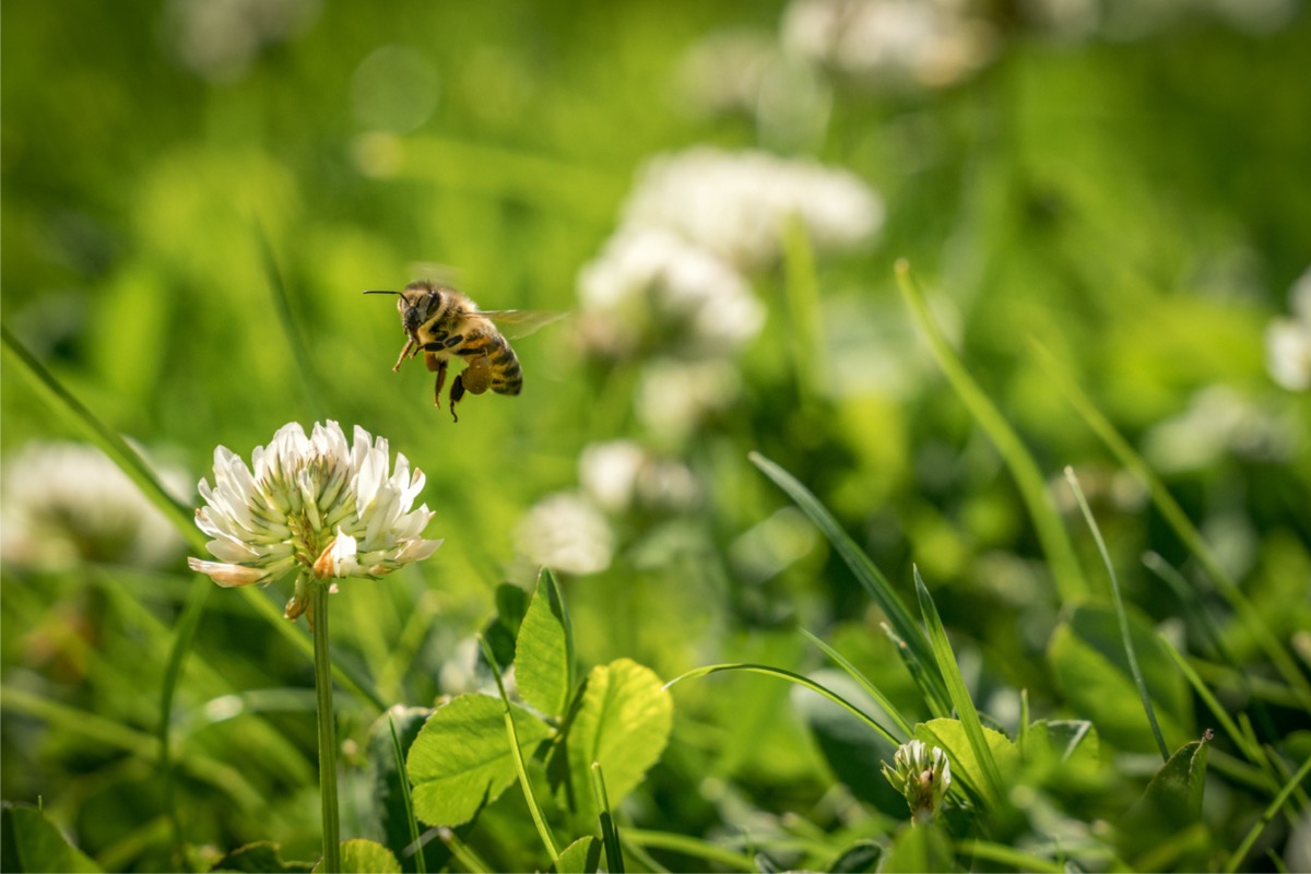 A bee is hovering over a clover flower.