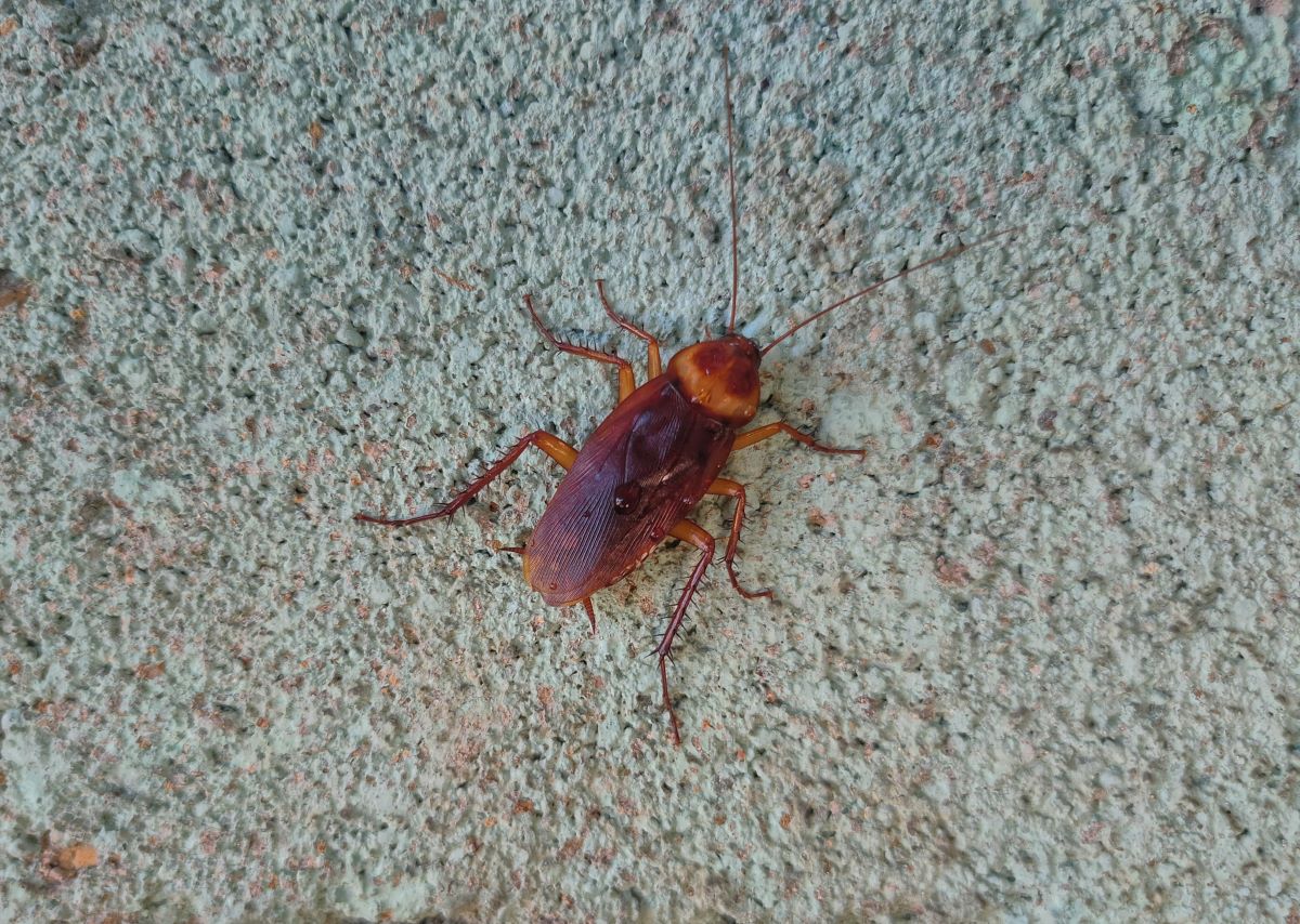 A reddish brown cockroach on a wall.