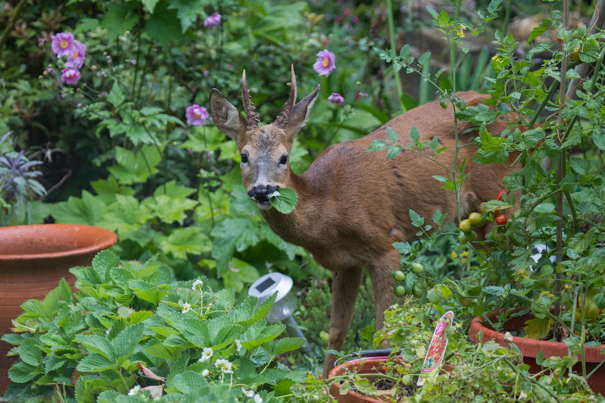 A small deer eats plants in a garden.