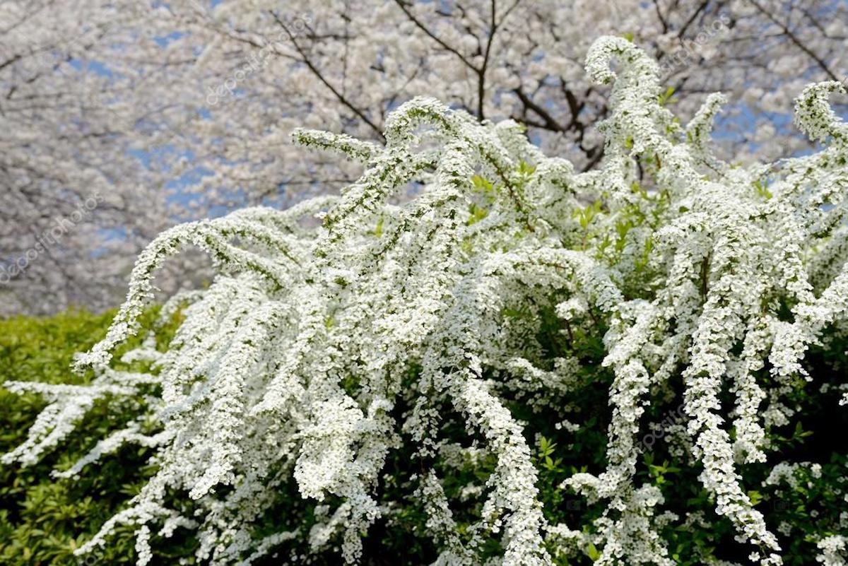 A large spirea shrub with long limbs full of white flowers.