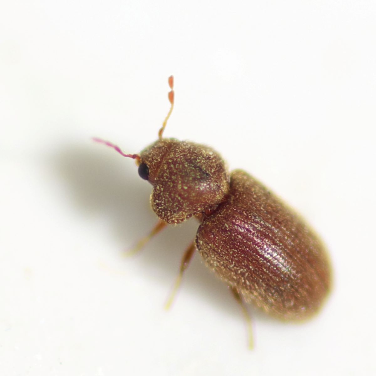 A small drugstore beetle on a white background.