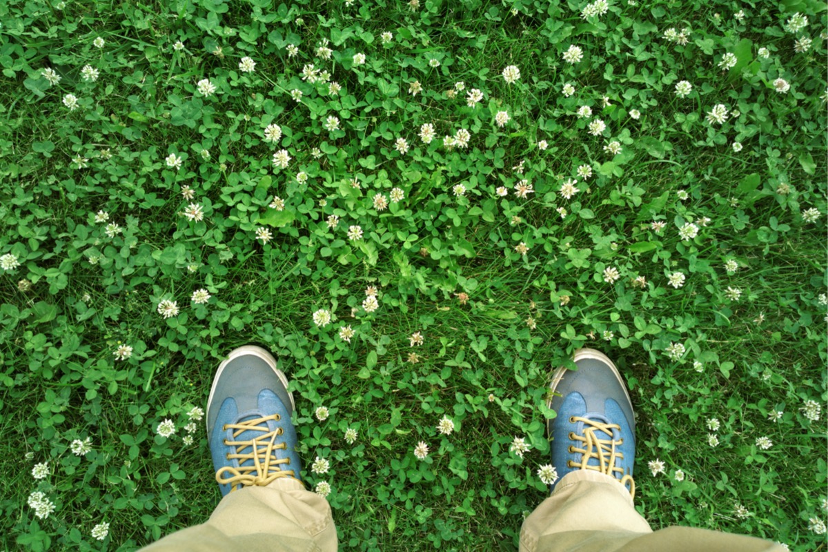 A person is looking down at their shoes while standing in clover with clover flowers.