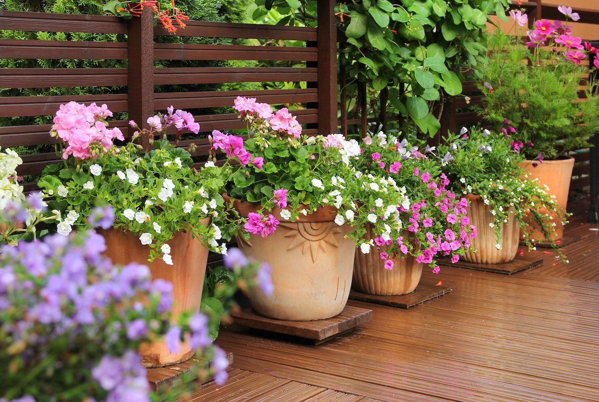 Many pots of colorful flowers in clay pots on wooden terrace.