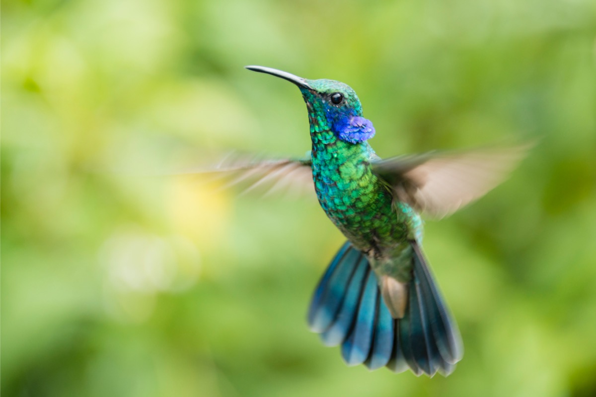 types of hummingbirds