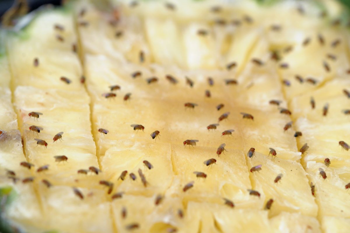 Fruit flies populating on a piece of pineapple. 