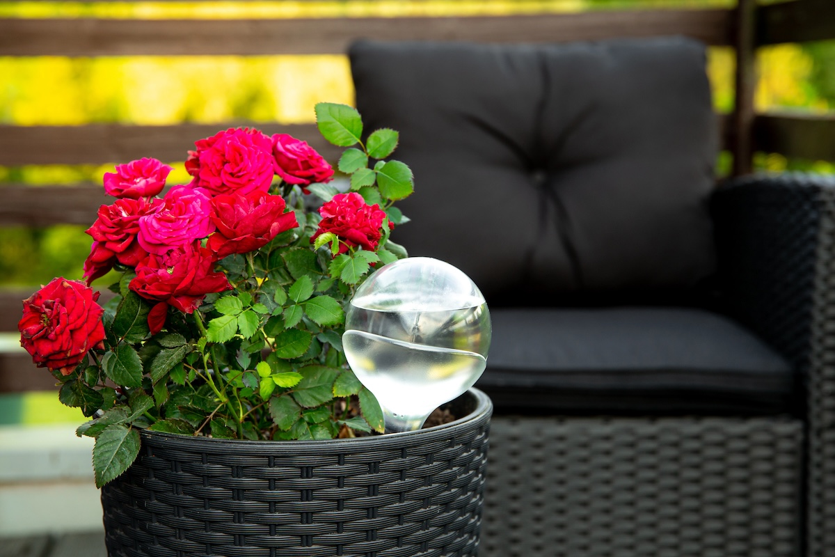 A small glass watering globe in a garden planter.