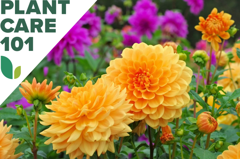 how to grow dahlia - dahlia plant care 101