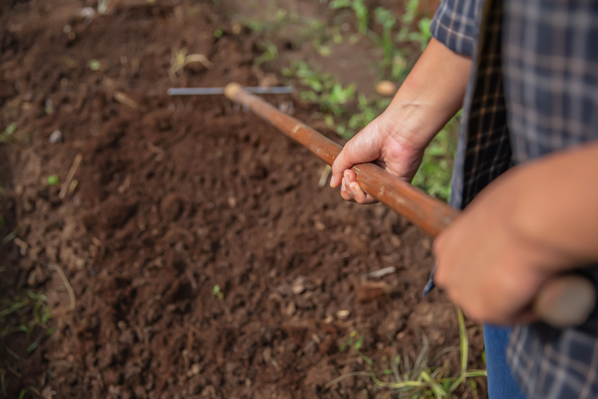 A person is raking the soil in their yard with a metal rake.