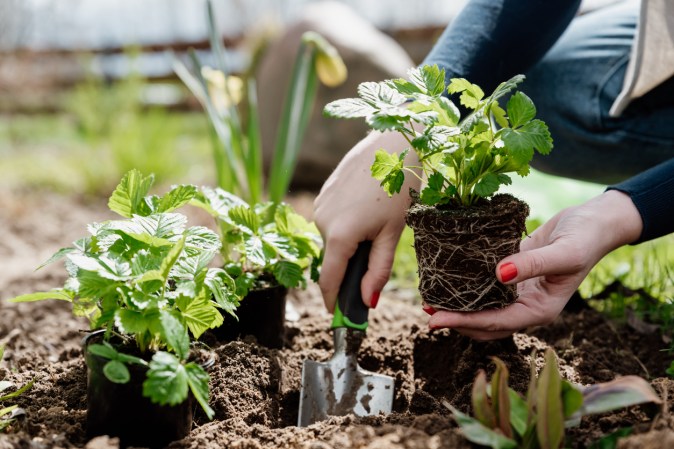 Don’t Plant These 8 Vegetables in Containers