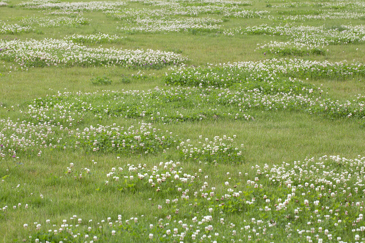 An area of grass has patches of Dutch White Clover.
