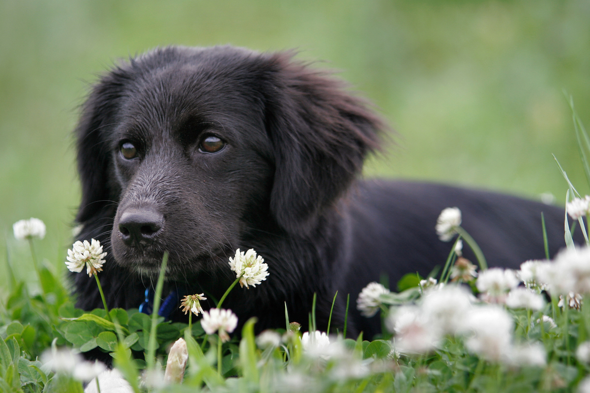 A black puppy is sitting in a clover patch with clover flowers.