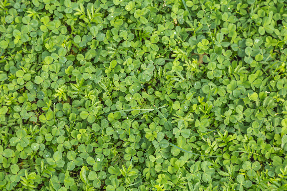A patch of microclover is mixed with grass.