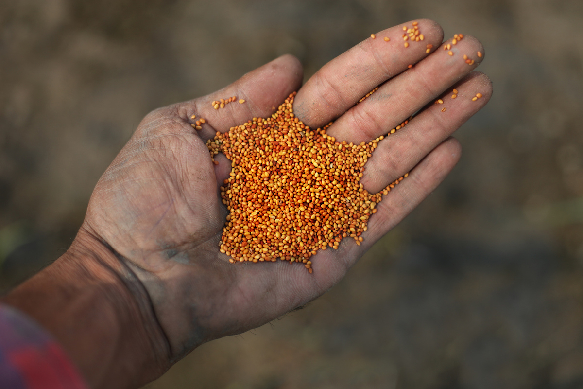 A person is holding Trifolium seeds in their left hand.