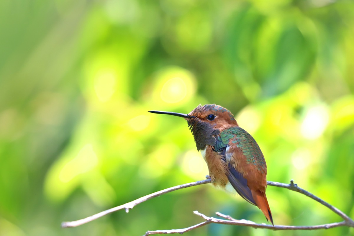 types of hummingbirds