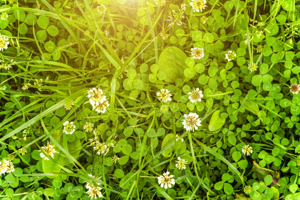 A clover patch with clover flowers is highlighted by sunlight.