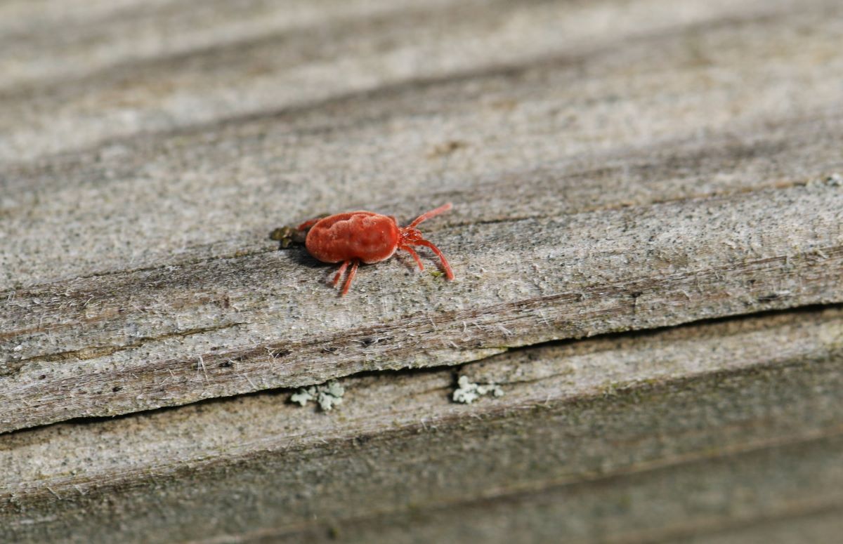 A small, red mite crawling on a wooden surface. 