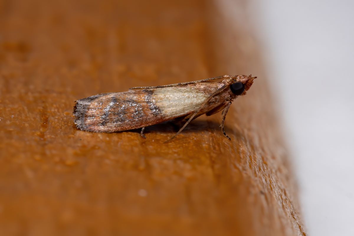A brown, white, and grey pantry moth.