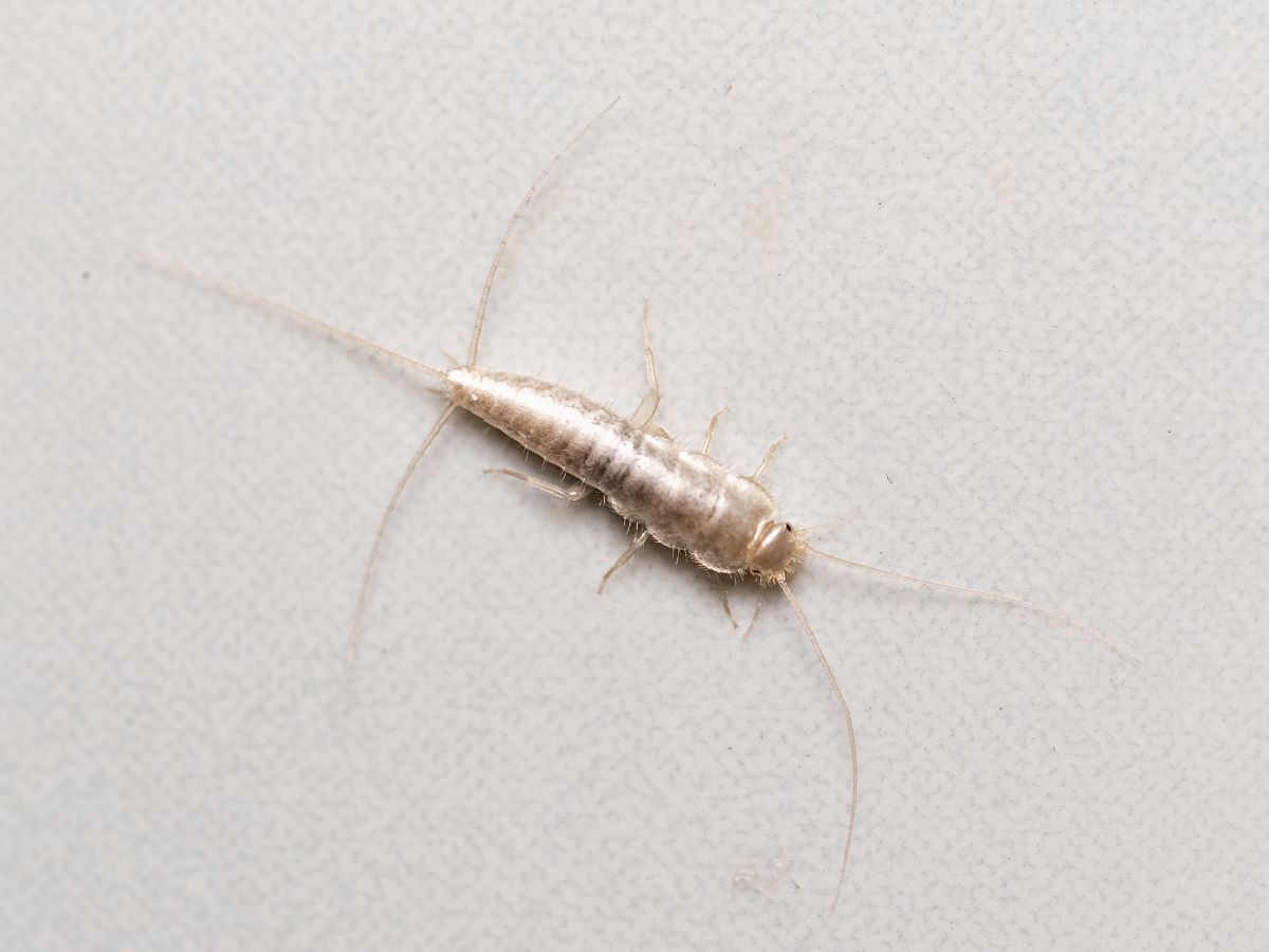 A silverfish insect crawling on a white surface.