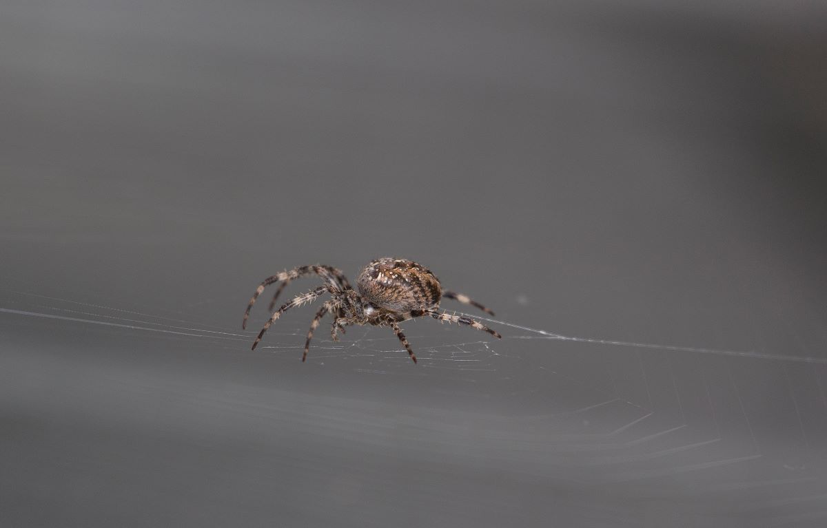 A brown and white striped house spider crawls on its web.