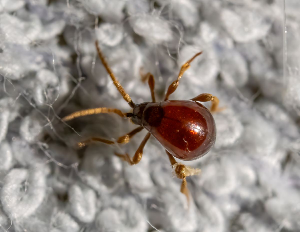 A reddish spider beetle crawling on carpet.