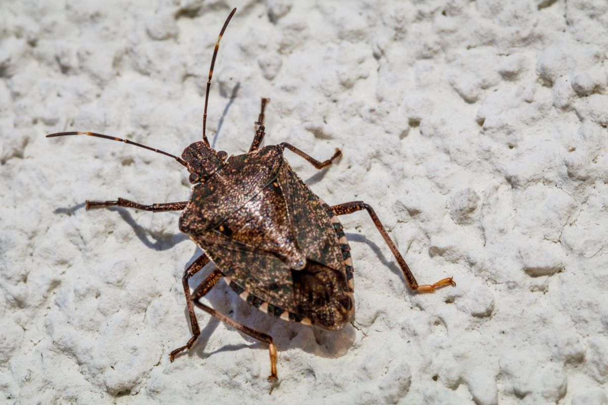 A large stink bug with striped brown antennae. 