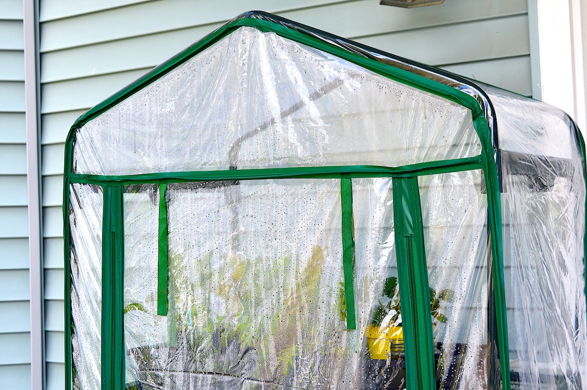 A plastic temporary greenhouse covers a small garden.