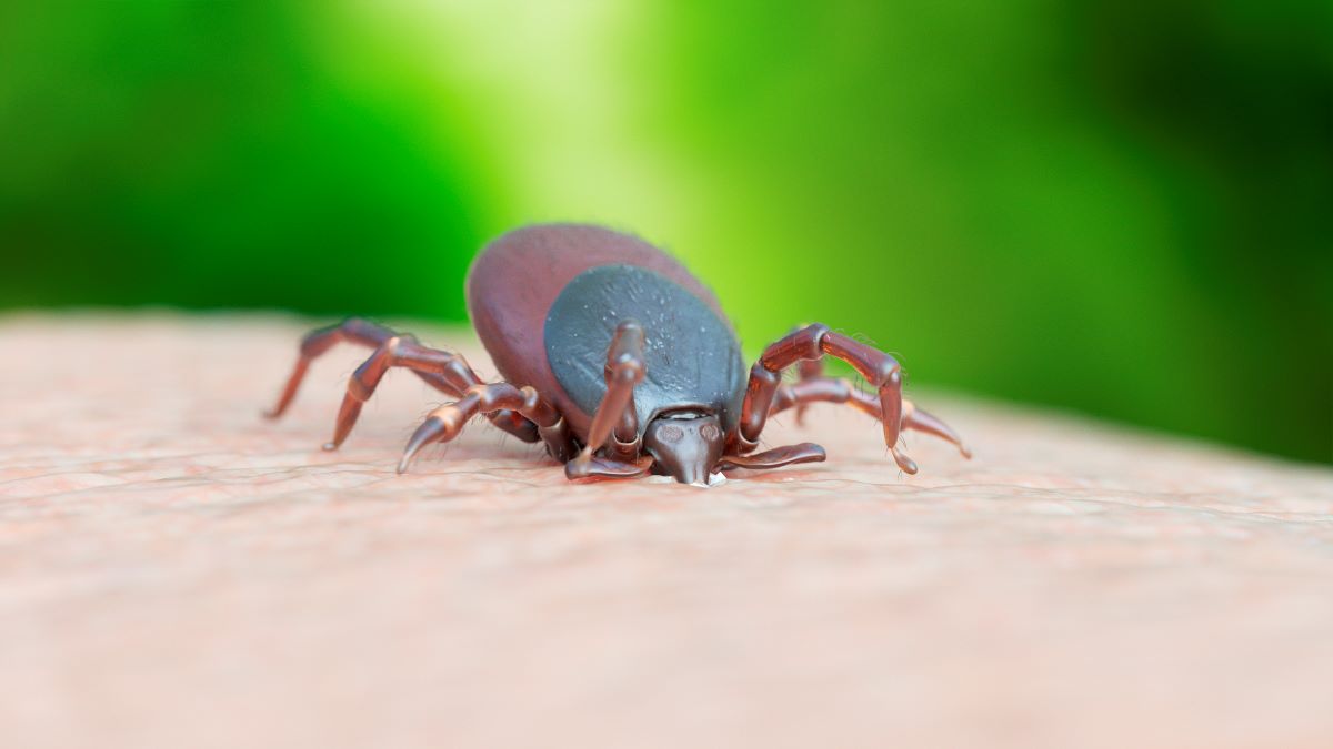 A tick bites skin. 