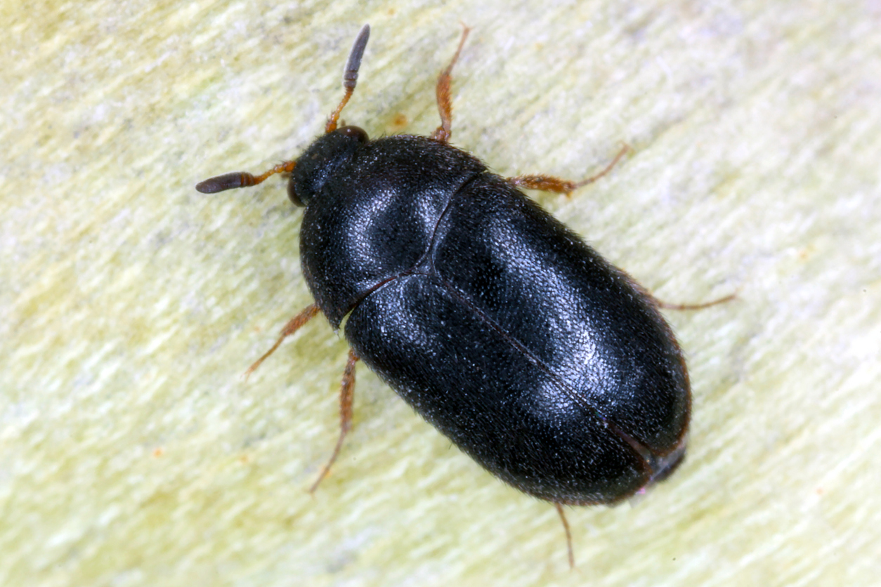 tiny black bugs in house near window