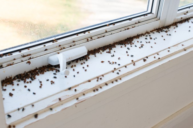 13 Fall Bugs That Are Invading Your Home—and What to Do About Them