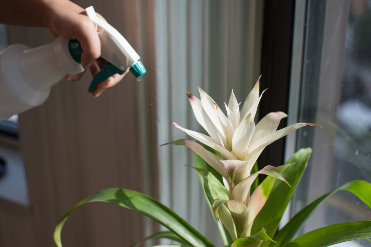 Bromeliad Care 101 for Epiphytic and Terrestrial Varieties - Bob Vila