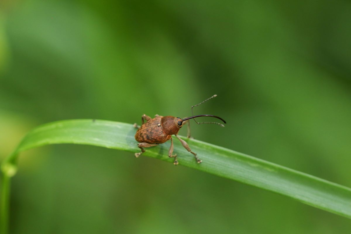 A small brown weevil insect on a blade of grass. 