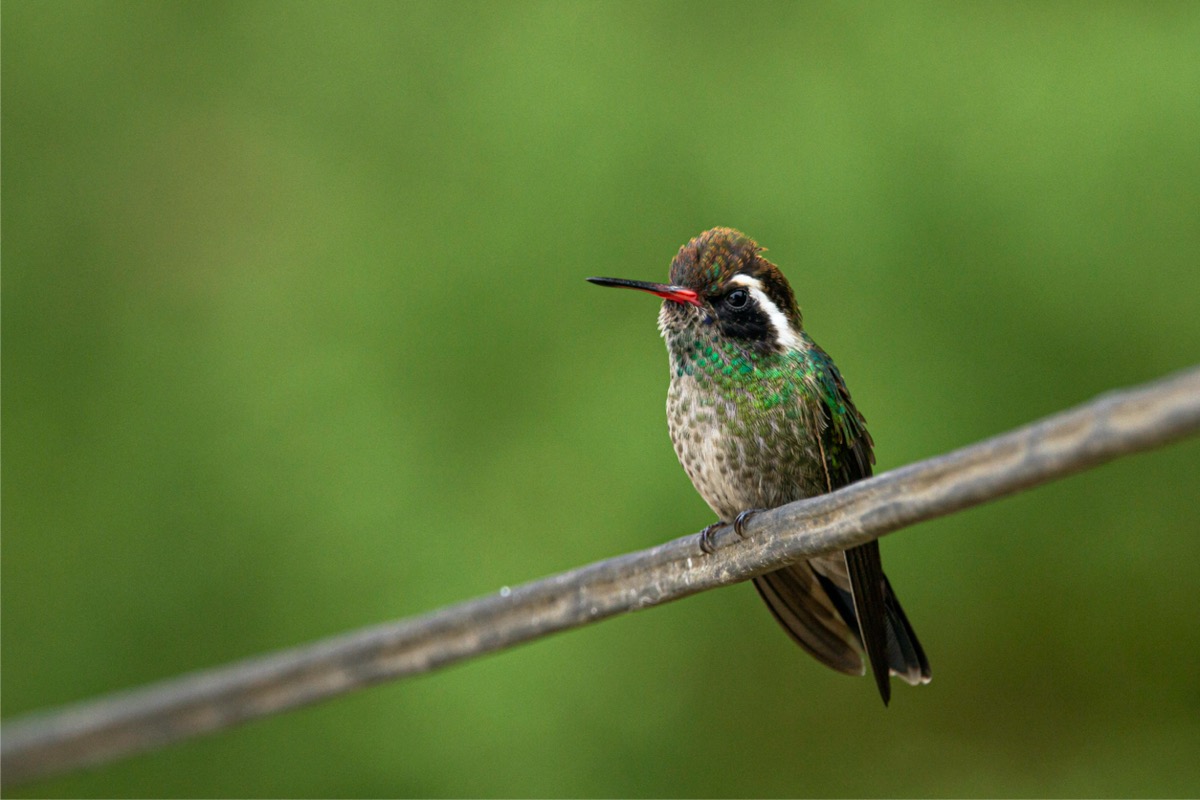 types of hummingbirds