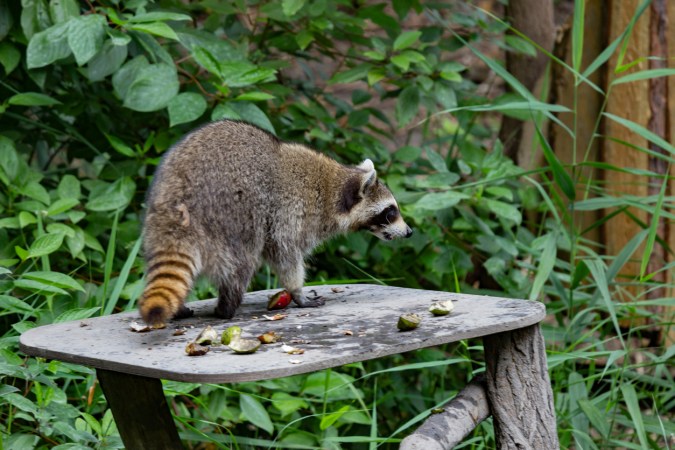 How to Get Rid of Raccoons in 9 Simple Steps