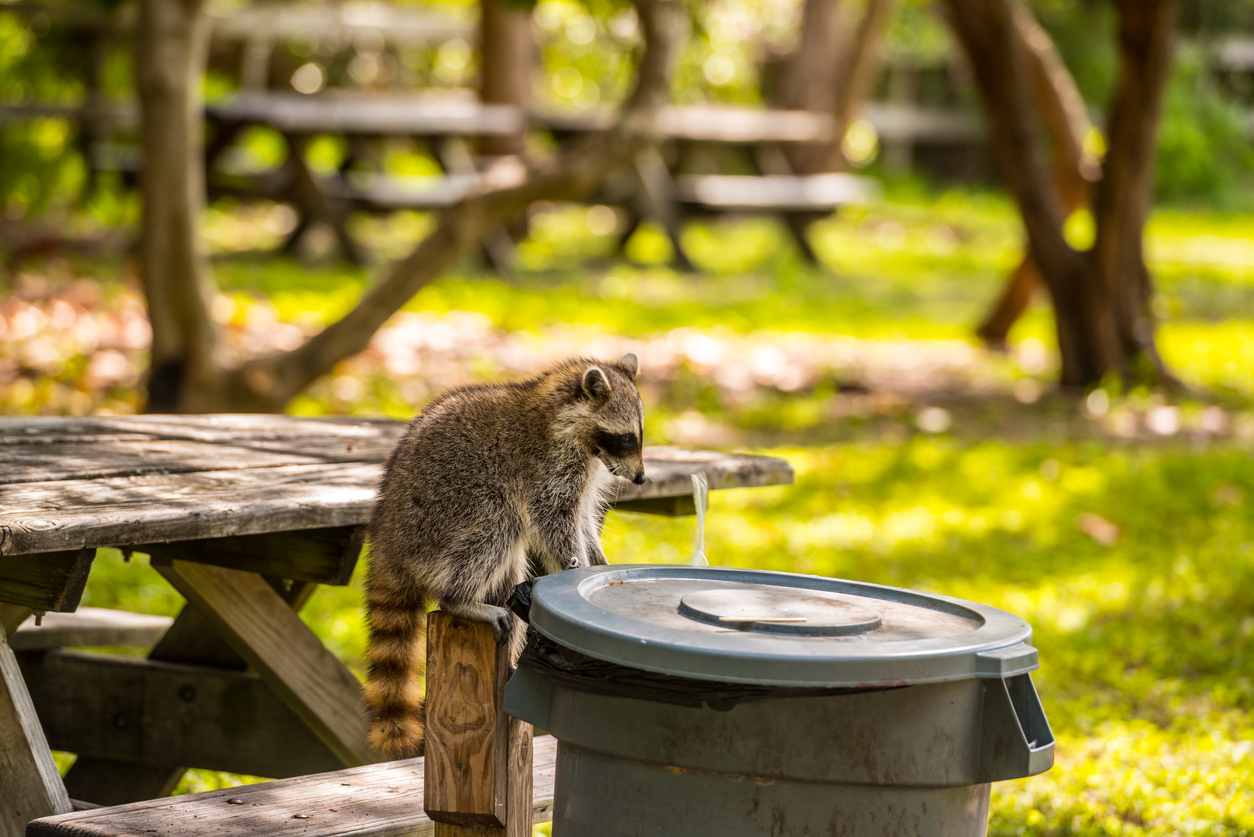 The Best Raccoon Baits Picks from Bob Vila