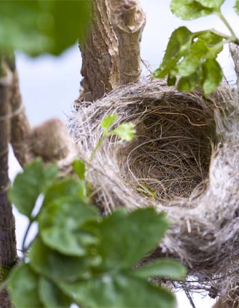 Bird Nest Removal