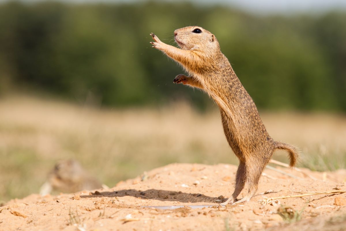 Gopher reaching in the air, feet in sandy patch.
