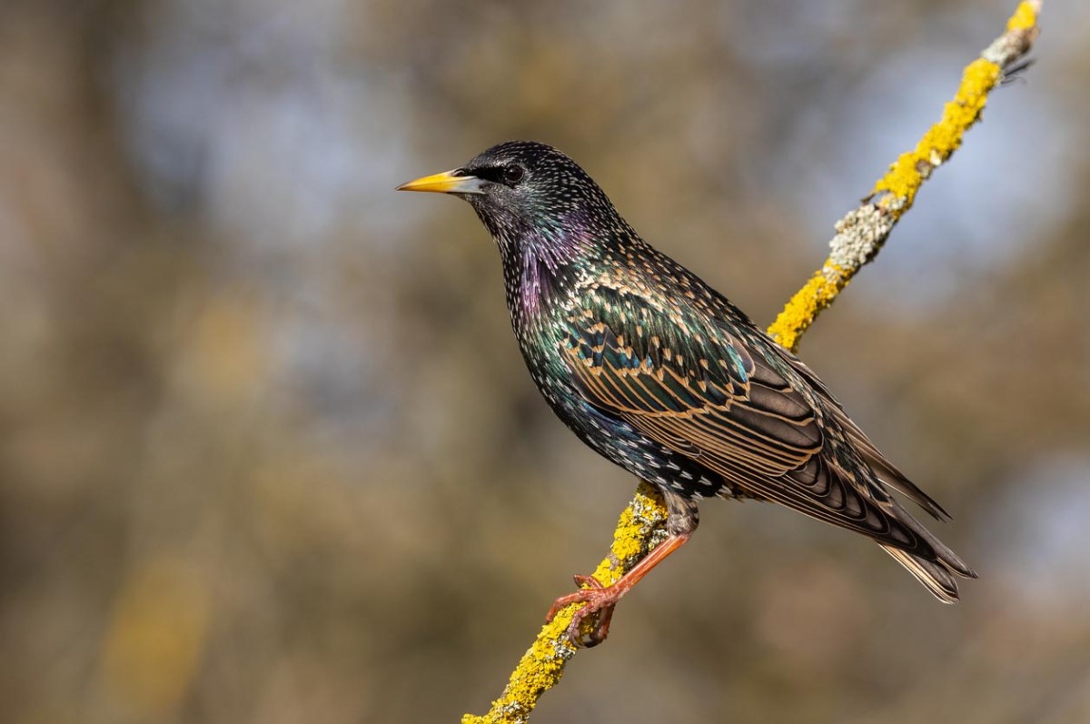 How to Get Rid of Starlings