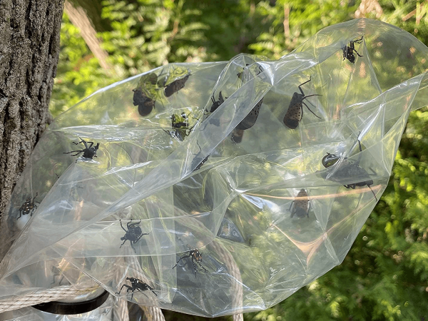 Is This $50 Product the Secret Weapon to Getting Rid of Spotted Lanternflies?