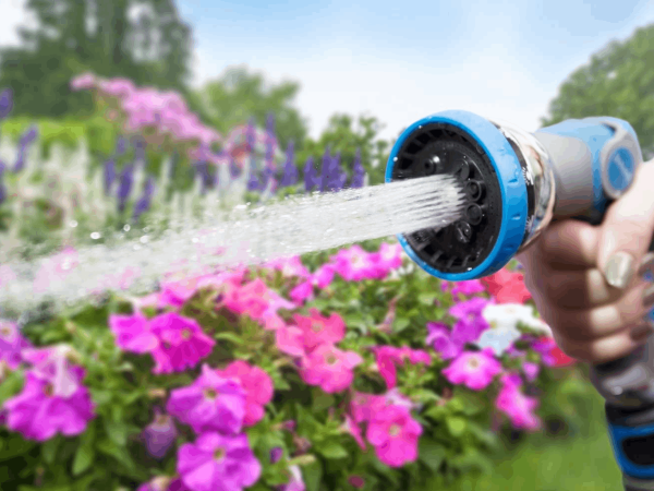 The Dos and Don’ts of Watering Plants