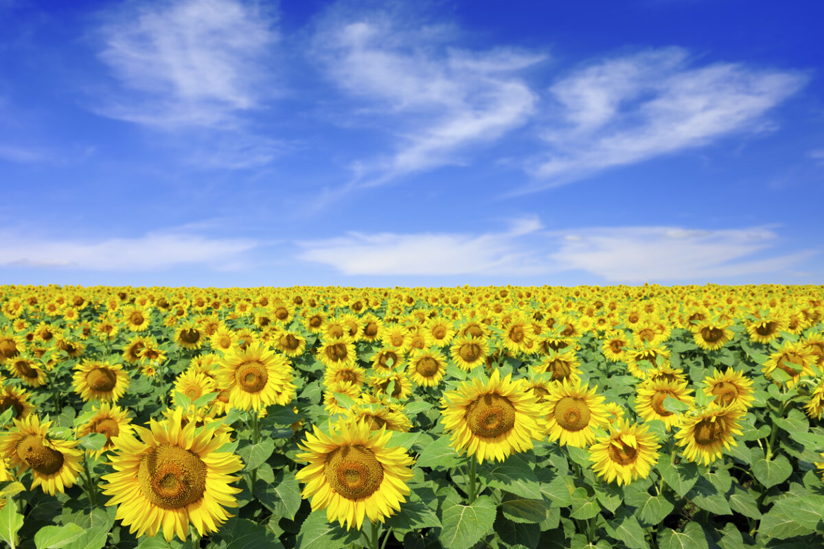 Sunflower Facts
