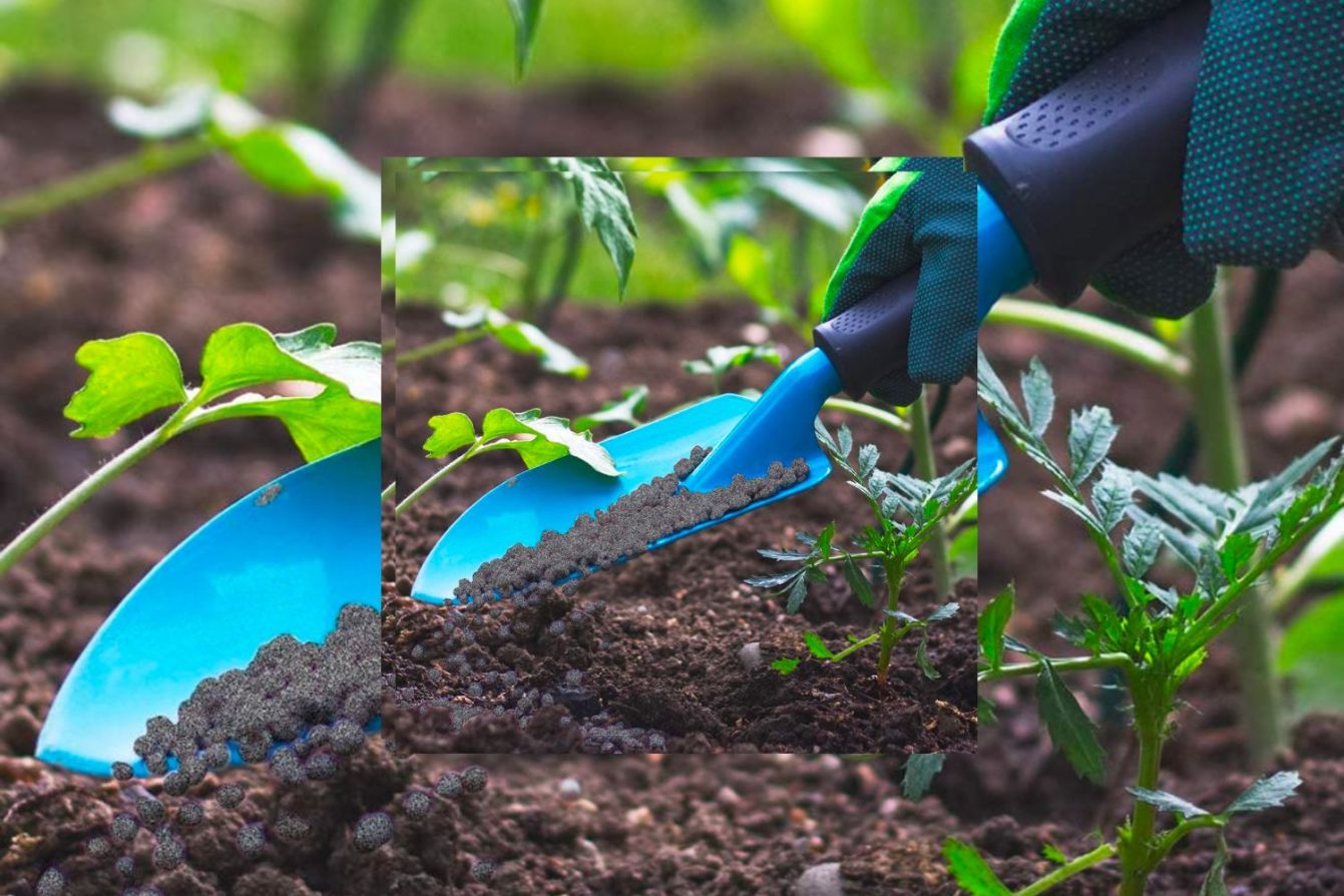 The Best Fertilizers for Apple Tress Picks from Bob Vila