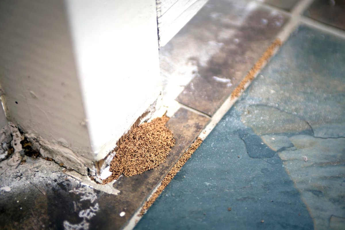 What Do Termite Droppings Look Like